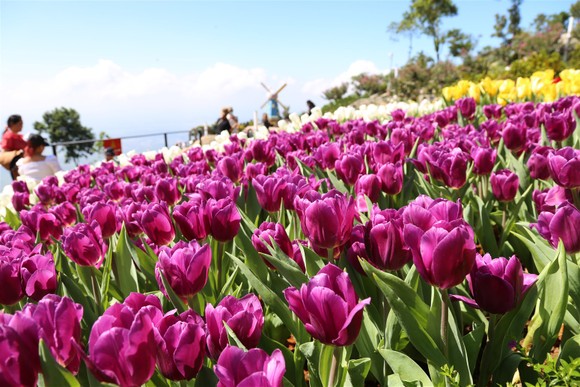 Hàng trăm ngàn du khách nô nức lên ngắm hoa tulip lần đầu xuất hiện trên đỉnh Núi Bà Tây Ninh ảnh 8