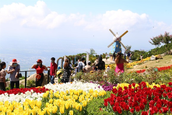 Hàng trăm ngàn du khách nô nức lên ngắm hoa tulip lần đầu xuất hiện trên đỉnh Núi Bà Tây Ninh ảnh 7