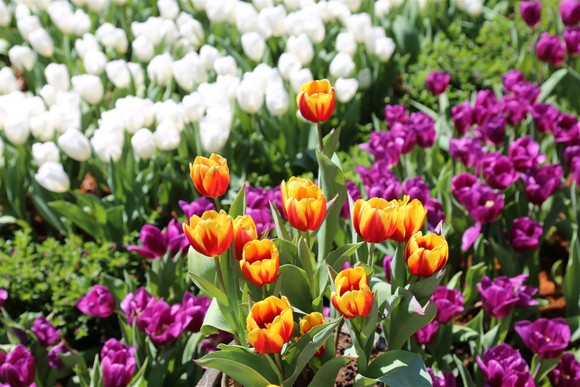 Hàng trăm ngàn du khách nô nức lên ngắm hoa tulip lần đầu xuất hiện trên đỉnh Núi Bà Tây Ninh ảnh 2
