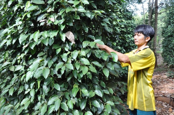 Tháng 4, trở lại Lộc Ninh ảnh 3