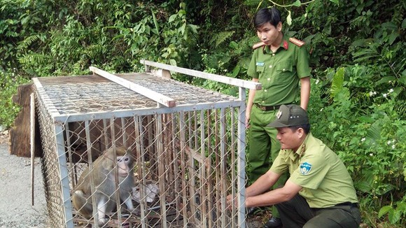 Thả 2 cá thể khỉ về bán đảo Sơn Trà