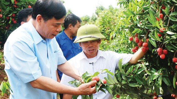 Lãnh đạo Bộ NN-PTNT đến tận vườn vải thiều ở Bắc Giang để hỗ trợ nông dân và doanh nghiệp xuất khẩu