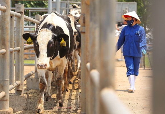 Vững đà tăng trưởng, TH true MILK đón đàn bò sữa cao sản nhập khẩu đầu tiên trong năm 2021 ảnh 2