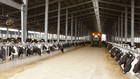 Vững đà tăng trưởng, TH true MILK đón đàn bò sữa cao sản nhập khẩu đầu tiên trong năm 2021 ảnh 6