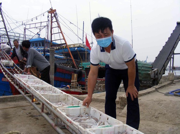 Anh Phan Văn Hải kiểm tra mực mới đánh bắt được sau chuyến vươn khơi xa