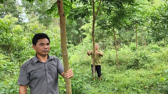 Một góc rừng lim 3 năm tuổi do ông Sự ươm trồng tại xã Cao Quảng, huyện Tuyên Hóa, Quảng Bình
