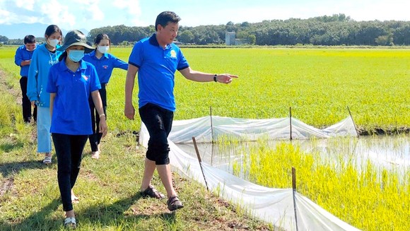 Anh Nguyễn Trọng Nghĩa hướng dẫn, chuyển giao kỹ thuật trồng lúa nếp cho các bạn trẻ