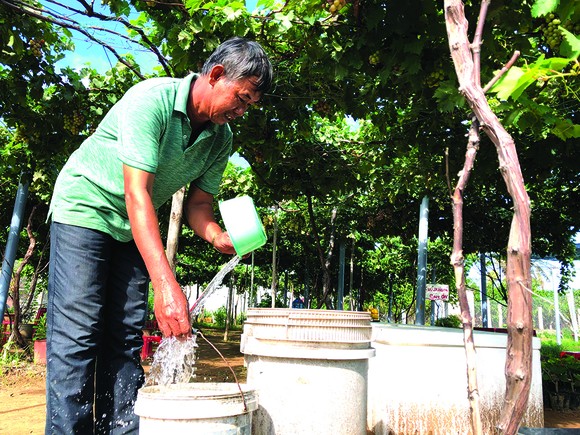 Khởi nghiệp trồng nho ở xứ Dừa ảnh 3