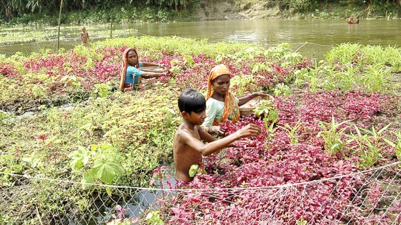 Người dân Bangladesh chăm sóc khu vườn nổi