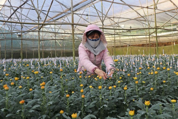 Hoa kiểng nhộn nhịp vào vụ tết ảnh 1
