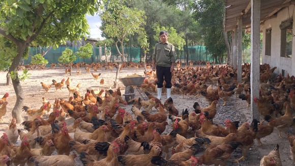 Làm giàu từ 'sa mạc cát' ảnh 1