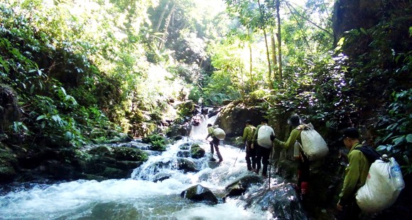 Dưới tán rừng già ảnh 6