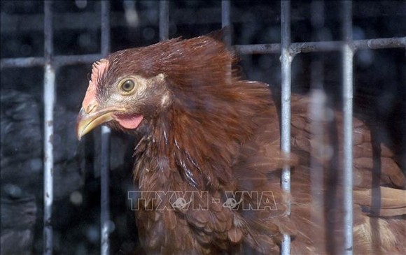 Một chợ bán gà sống ở New York, Mỹ. Ảnh: AFP/TTXVN