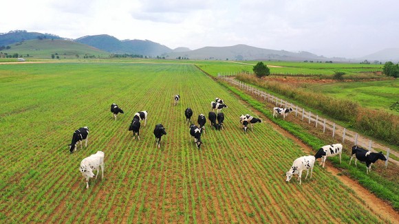 Vinamilk lọt vào Top 5 cổ phiếu đáng quan tâm của Đông Nam Á ảnh 2
