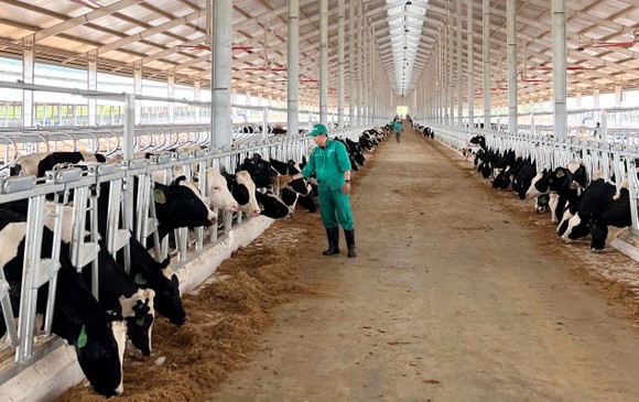 Vinamilk nhập khẩu 1.000 con bò sữa từ Mỹ cho trang trại xanh ảnh 1