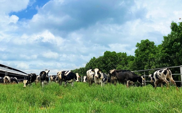 Vinamilk bổ sung 1.500 bò sữa nhập từ Mỹ cho các trang trại sinh thái ảnh 2