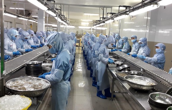 Chế biến tôm đông lạnh xuất khẩu tại Công ty cổ phần Thủy sản Thông Thuận Cam Ranh, tỉnh Khánh Hòa. (Ảnh: Phan Sáu/TTXVN)