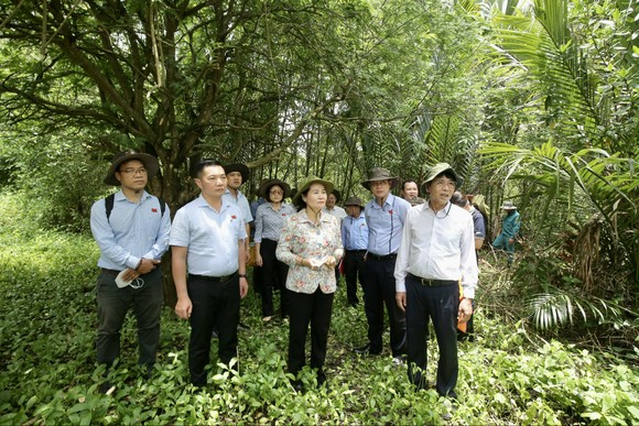 Chủ tịch HĐND TPHCM Nguyễn Thị Lệ khảo sát thực tế khu rừng trồng hoàn trả diện tích giải tỏa tại huyện Cần Giờ ảnh 3