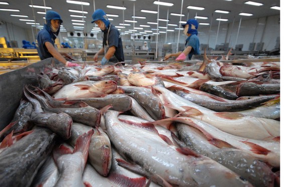 Hơn 90% sản lượng cá tra và tôm nước lợ tập trung tại vùng Đồng bằng sông Cửu Long 