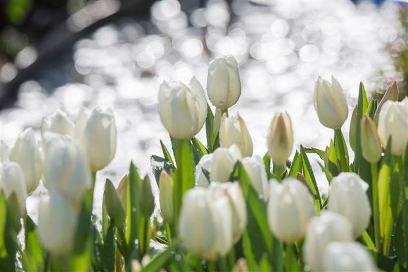 Thiên đường tulip hay điểm đến lý tưởng cho ngày Valentine và 8-3 ảnh 3
