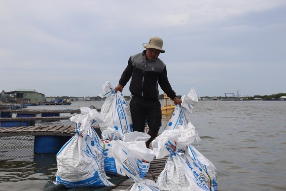 Cá bè Long Sơn chết hàng loạt, người dân thiệt hại tiền tỷ ảnh 2