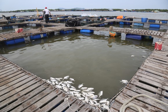 Cá bè Long Sơn chết hàng loạt, người dân thiệt hại tiền tỷ ảnh 4