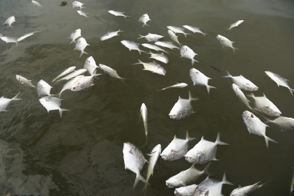 Cá bè Long Sơn chết hàng loạt, người dân thiệt hại tiền tỷ ảnh 1