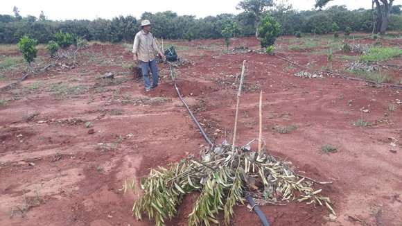 Vợ chồng nông dân khóc tức tưởi vì 500 cây ăn quả bị chặt phá ngang gốc ảnh 2