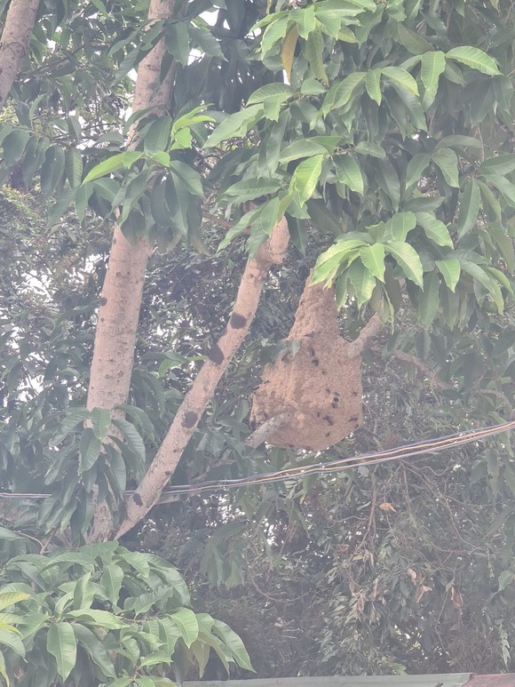 Cảnh sát PCCC xử lý hơn 10 tổ ong vò vẽ ở TP Thủ Đức ảnh 2