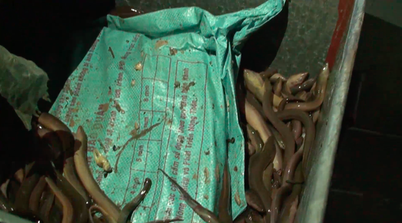 Phát hiện lượng lớn ma túy ngụy trang trong thùng lươn từ Campuchia về TPHCM  ảnh 3