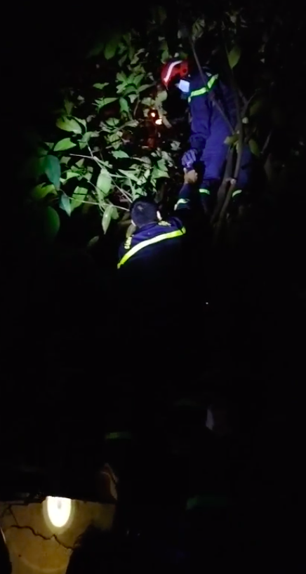 Cảnh sát PCCC leo cây bắt tổ ong vò vẽ trong khu dân cư ở huyện Bình Chánh ảnh 2