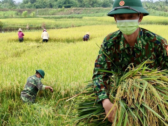 Bộ đội Biên phòng Nghệ An giúp dân thu hoạch lúa trong mùa dịch ảnh 2