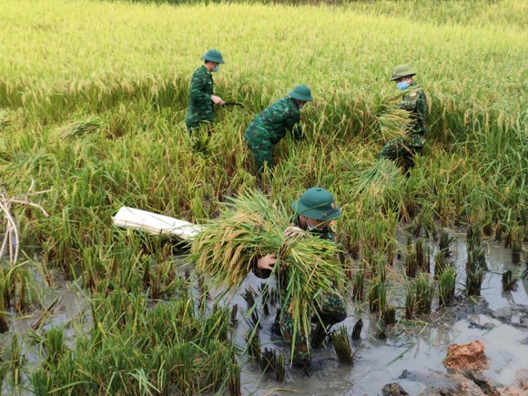Bộ đội Biên phòng Nghệ An giúp dân thu hoạch lúa trong mùa dịch ảnh 3