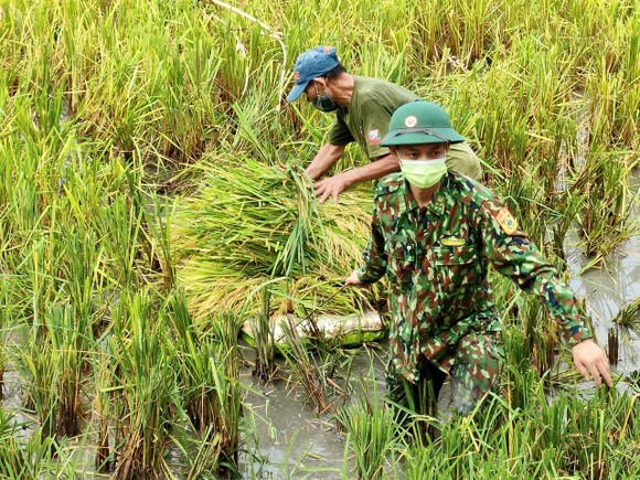 Bộ đội Biên phòng Nghệ An giúp dân thu hoạch lúa trong mùa dịch ảnh 4