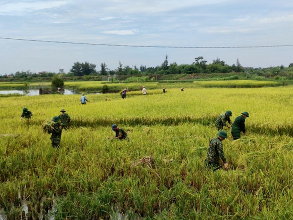 Bộ đội Biên phòng Nghệ An giúp dân thu hoạch lúa trong mùa dịch ảnh 1