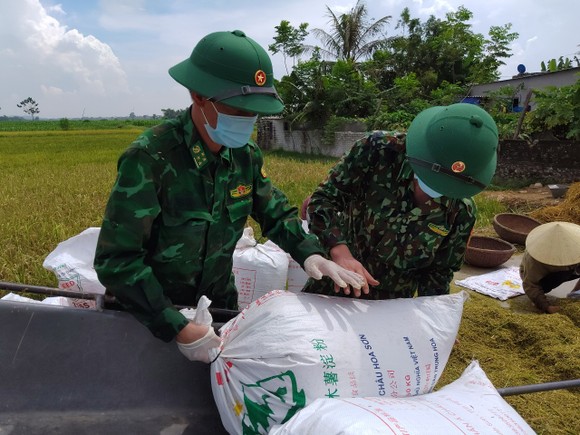Bộ đội Biên phòng Nghệ An giúp dân thu hoạch lúa trong mùa dịch ảnh 6