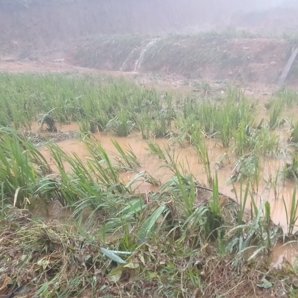 Nghệ An: Mưa lớn đầu mùa gây thiệt hại nặng  ảnh 7