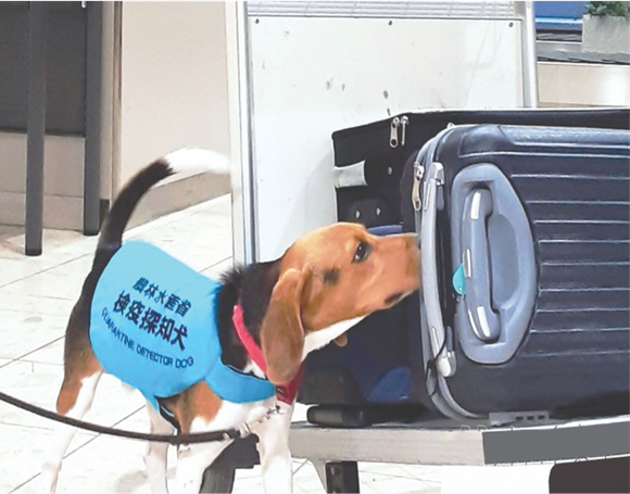 嗅探犬正在聞入境者行李箱的味道。