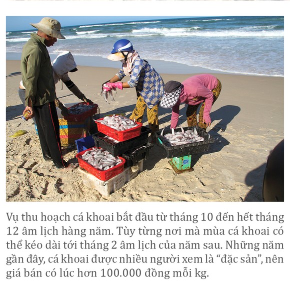 Vào vụ cá khoai, ngư dân Quảng Trị thu tiền triệu mỗi ngày ảnh 4