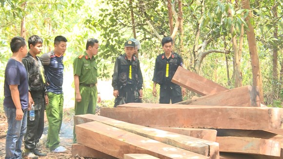 Vụ phá rừng quy mô lớn ở Đắk Lắk: Phát hiện thêm 500m³ gỗ ảnh 1