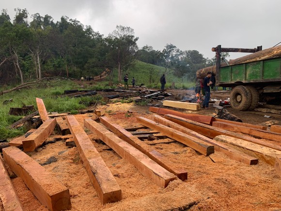 Phát hiện vụ phá rừng quy mô lớn tại rừng giáp ranh Đắk Lắk – Khánh Hòa ảnh 2