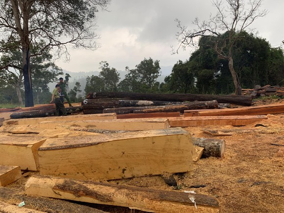 Phát hiện vụ phá rừng quy mô lớn tại rừng giáp ranh Đắk Lắk – Khánh Hòa ảnh 1