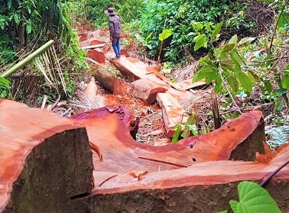 Bắt Trạm trưởng Trạm Kiểm lâm nhận 35 triệu đồng để lâm tặc phá rừng ảnh 1