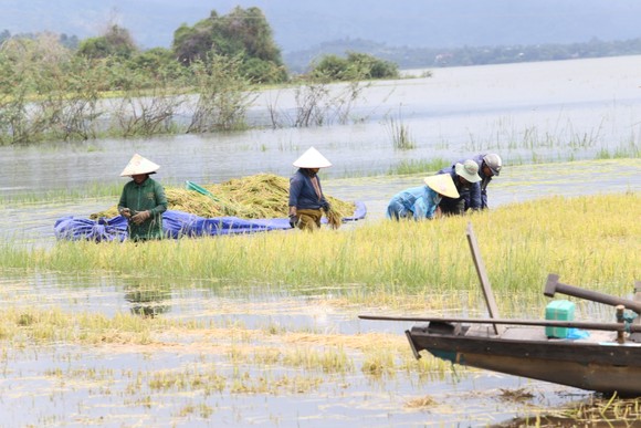 Đắk Lắk: Người dân 'chạy đua' với nước lũ để cứu lúa ảnh 1