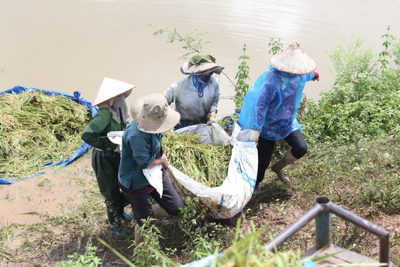 Đắk Lắk: Người dân 'chạy đua' với nước lũ để cứu lúa ảnh 4