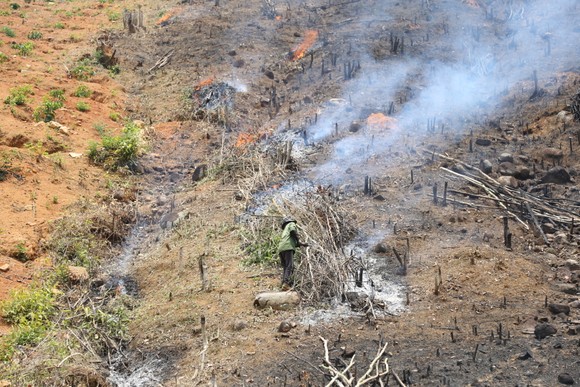 'Nóng' tình trạng phá rừng lấn chiếm đất rừng ở Đắk Lắk ảnh 2