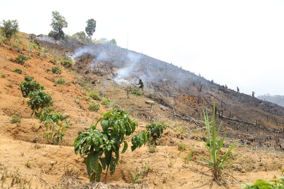 'Nóng' tình trạng phá rừng lấn chiếm đất rừng ở Đắk Lắk ảnh 4