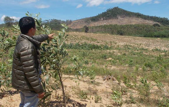 Gia Lai: Để mất rừng, 2 lãnh đạo ban quản lý bị kỷ luật ảnh 1