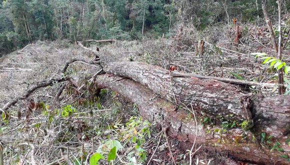 Kon Tum: Phá rừng ở nơi… cấm phá ảnh 2