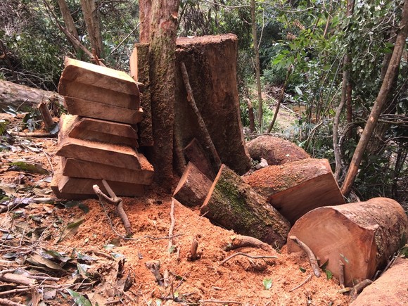 Kon Tum: Phá rừng ở nơi… cấm phá ảnh 1